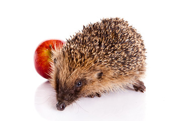 hedgehog isolated on white background