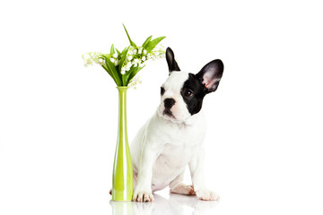 french bulldog with flowers isolated on white background
