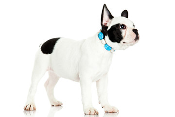 french bulldog isolated on white background