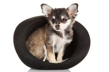 chihuahua isolated on white background