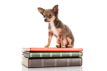 chihuahua isolated on white background