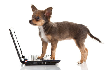 chihuahua isolated on white background