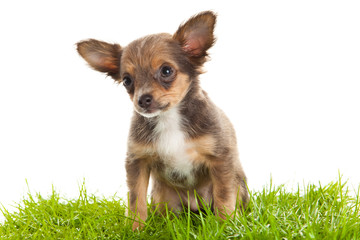 chihuahua isolated on white background