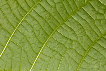 Fototapeta na wymiar tło z zielonym liściem. makro