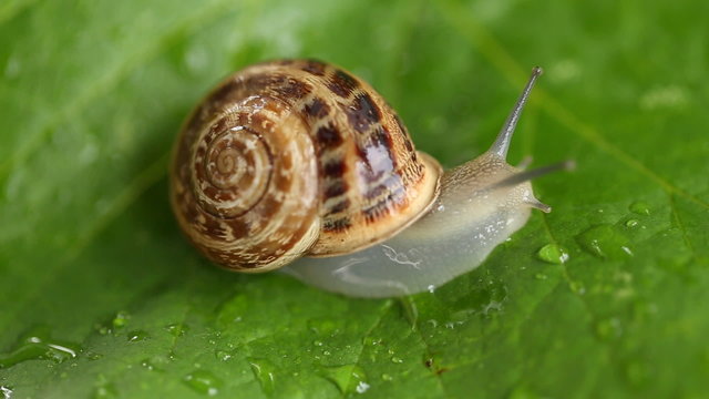 snail crawling on the wet leaves