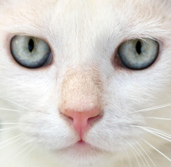 White cat with blue eyes portrait