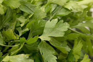 Parsley as a backdrop. macro