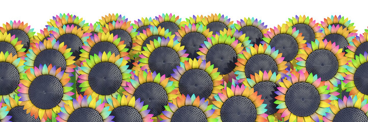 flowers on a white background