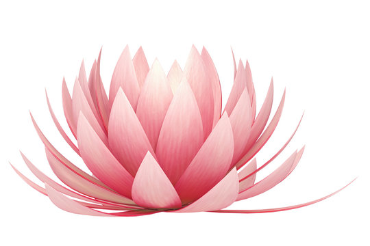Fototapeta lotus flower on a white background