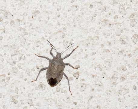 Stink bug on the wall. macro