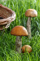 Leccinum mushrooms (aspen mushrooms) in the forest. Wicker baske