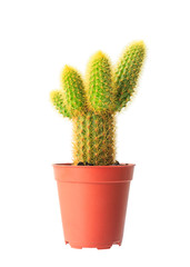 Cactus in flowerpot isolated on white background