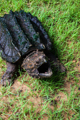 Fototapeta premium Alligator Snapping Turtle in grass.