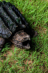Alligator Snapping Turtle in grass.