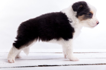 Border collie puppy