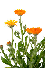 Almost painted marigold