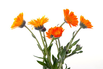 Almost painted marigold