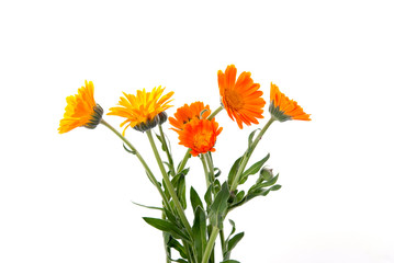 Almost painted marigold