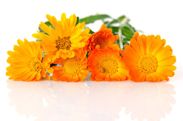 Almost painted marigold