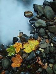 Colorful leaves, autumn colors in mountain stream.