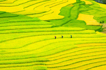 Three women visit their rice fields in Mu Cang Chai