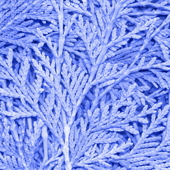  toned background with branches of junipe