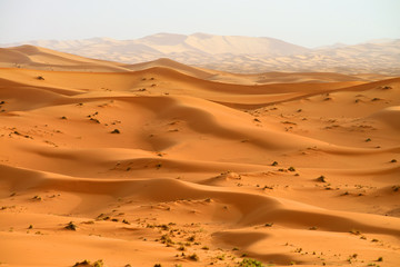 Fototapeta na wymiar Wydmy na Saharze, Maroko, rano