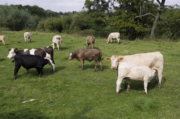 Fototapeta na wymiar Field of Cows with Calf's feeding