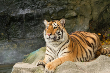 portrait of siberian tiger