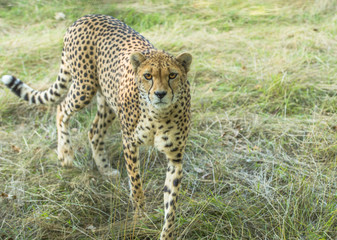 Cheetah (Acinonyx jubatus)
