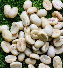 white coffee bean on green moss