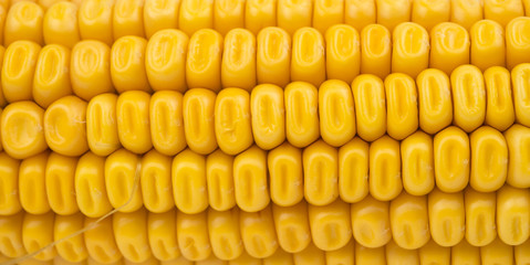 Yellow corn texture