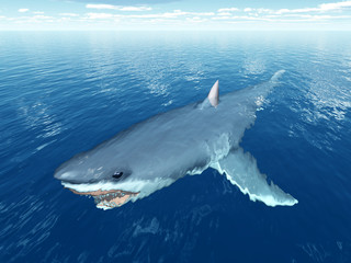 Obraz premium Weißer Hai