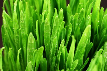 Blades Of Grass Covered With Dew