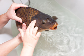 women hand with son touching christmas carp