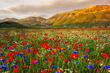Castelluccio, Umbria - paesaggio italiano