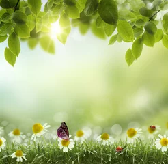 Photo sur Aluminium Coccinelles Fleur de camomille abstraite de chaleur de printemps ou d& 39 été