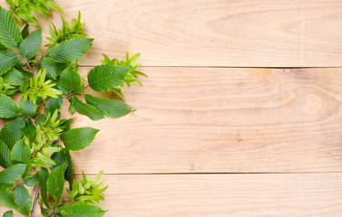 natural oak wood texture and hornbeam green leaves