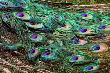 Obraz premium Detail of the peacock tail