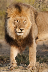 Big male lion portrait