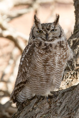 Milchuhu im Sossusvlei / Eagle Owl in Sossuvlei