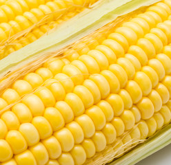 Corn