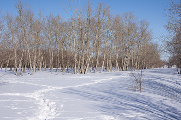 winter forest
