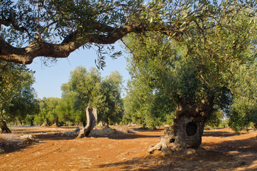 Mediterranean olive field with old olive tree
