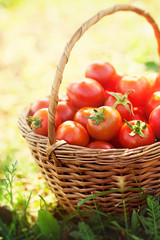 Freshly harvested tomatoes