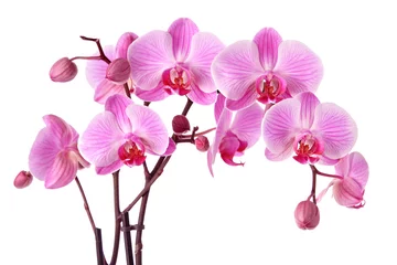 Deurstickers Orchidee Paarse orchideeën geïsoleerd op een witte achtergrond