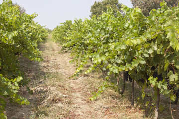 Fototapeta na wymiar wine grapes hang from a vine. Ripe grapes with green leaves. Nat