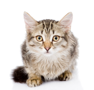 Close-up portrait of  Siberian cat. looking at camera. isolated