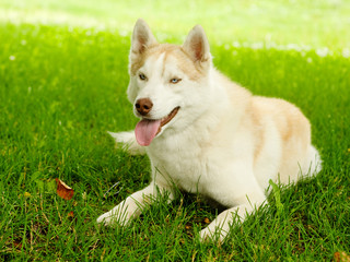 brown siberian husky lying on the grass