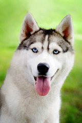 Husky portrait